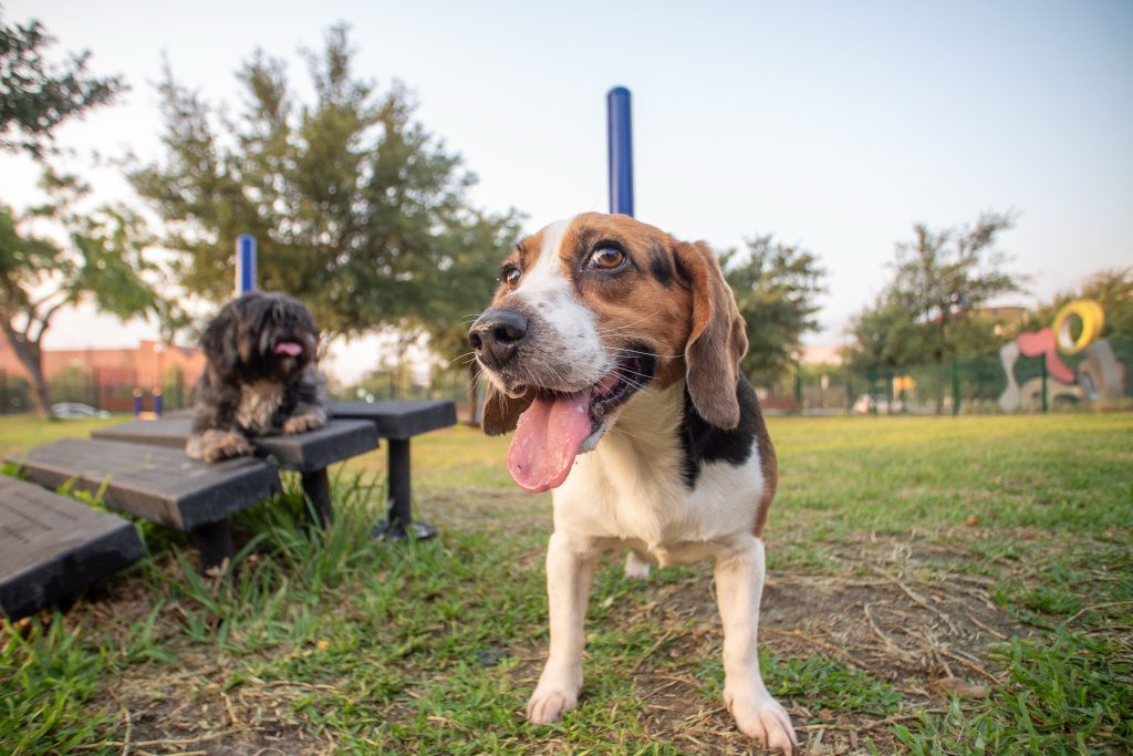 Perro beagle jadeando sobre el pasto de la zona canina, con otro perro descansando en una banca detrás