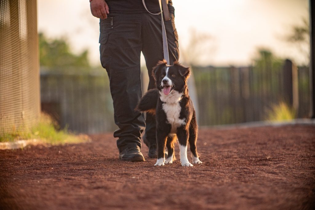 Perro border collie caminando con correa junto a su dueño por un sendero de grava de la zona canina