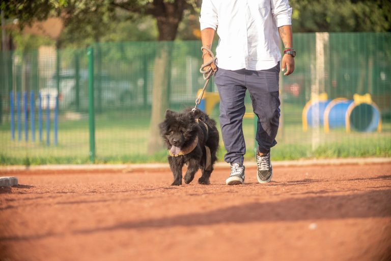 Perro negro de pelo largo caminando con correa junto a su dueño por la pista de la zona canina